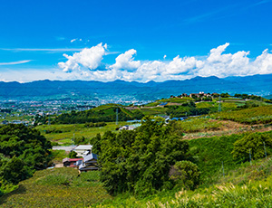 山梨県産のおいしい新鮮野菜
